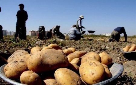 آغاز برداشت سیب‌زمینی در حاجی‌آباد با پیش‌بینی تولید ۱۹ هزار تنی