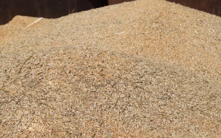 خرید ۴۰۰ هزار تن گندم از کشاورزان خوزستانی، تاکنون