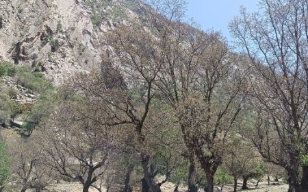 سایه مرگ بر سر درختان بلوط در مارگون