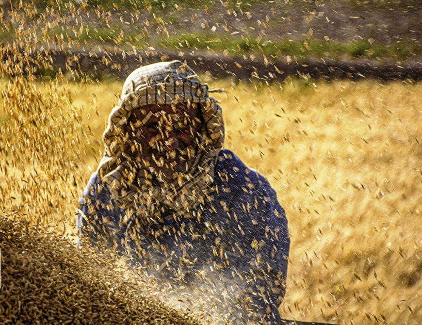 تضمینی برای هفت‌ماه تلاش؛ خرید گندم در هرمزگان آغاز شد