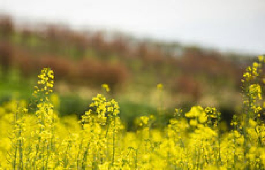 خرید ۵۳ هزار تن کلزا از کشاورزان خوزستان