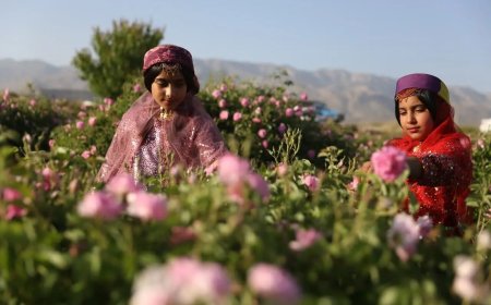 میمند در رقص گل‌های محمدی؛ جشنواره‌ای که تاریخ را عطرآگین می‌کند