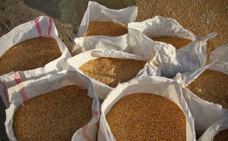 خرید گندم در خوزستان در آستانه رسیدن به یک میلیون تن