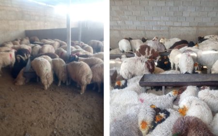 کشف دامداری بزرگ نگهداری دام قاچاق در شیراز