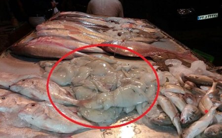 عرضه آبزیان حرام گوشت در فارس خلاف شرع و غیرقانونی است