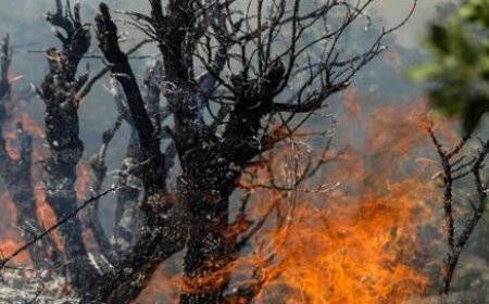 آتش سوزی در کوه پهن سرفاریاب