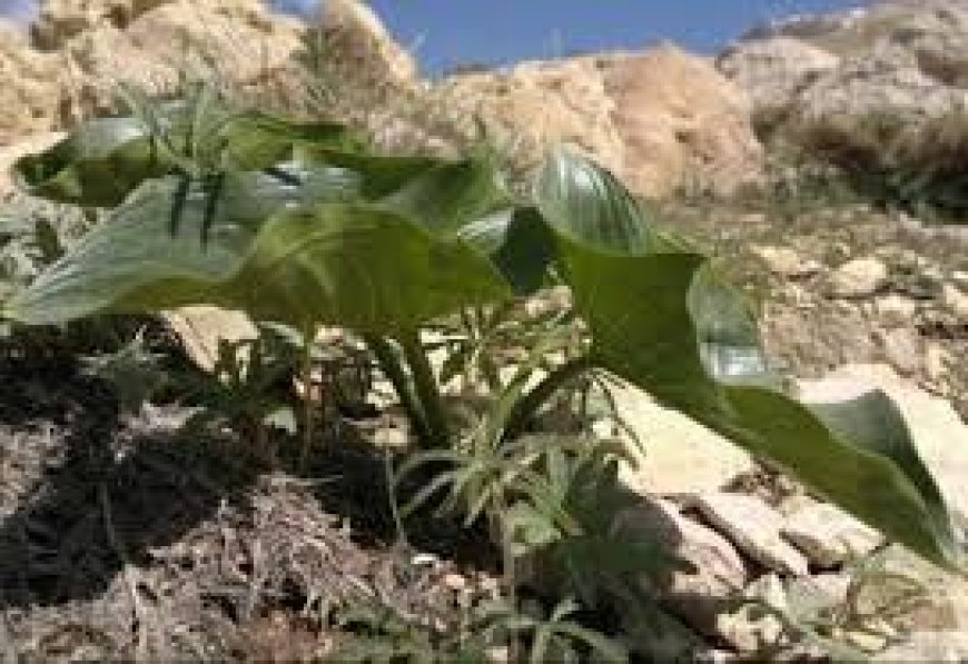 انقراض سه گونه گیاهی دارویی در گچساران