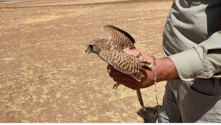 شکارچیان زنده‌گیری پرندگان در شیراز به دام افتادند