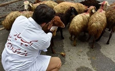نظارت ۱۱۳ گروه بهداشتی و شرعی بر ذبح دام در عید قربان فارس