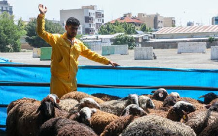اعلام ۶ جایگاه عرضه و ذبح بهداشتی دام همزمان با عید قربان در شیراز