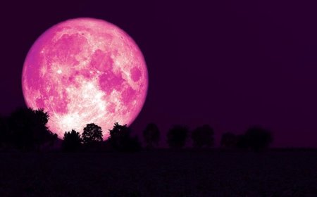 به دنبال توت فرنگی در سبد ماه کامل چهارشنبه ۲۱ خرداد نباشید