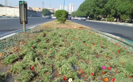 کاشت دو هزار گل ناز هفت رنگ در معابر منطقه ۷ اهواز