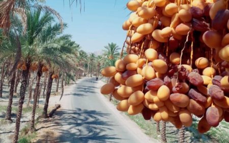 برداشت زود هنگام خارک و رطب از نخلستان‌های بوشهر