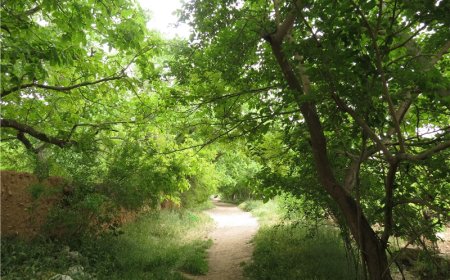 خیز بلند شیراز برای حفظ باغات/ تسریع طرح‌های آبرسانی و زیرساختی در دستور کار مدیریت شهری
