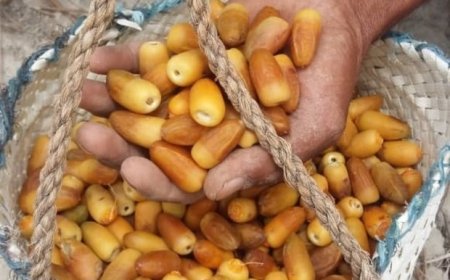 برداشت ۱۰ هزار تُن انواع خرما از نخلستان‌های میناب