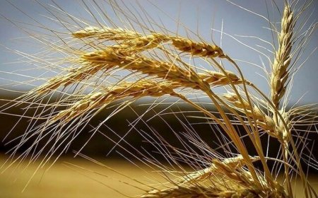 خرید ۹۵۰ تن کلزا و ۸۵ هزار تن گندم در فارس