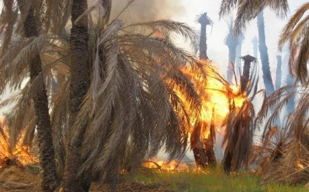 آتش همچنان منابع طبیعی جنوب را می سوزاند