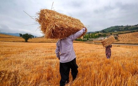 پرداخت کامل مطالبات کشاورزان خوزستان تا دو هفته آینده