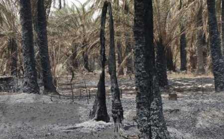 اخذ دستور وزیر برای تأمین بچه‌نخل و بیمه نخیلات آسیب‌دیده آبادان