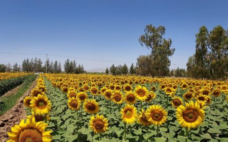اجرای طرح ارقام مشارکتی آفتابگردان در کازرون