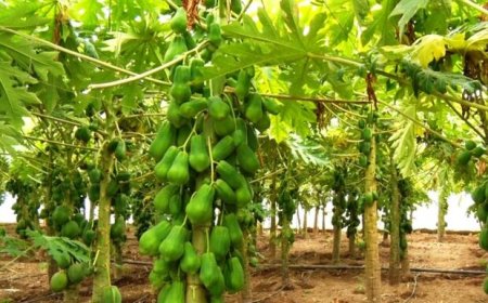 مزرعه میوه‌های استوایی با مشارکت اسپانیایی‌ها در هرمزگان احداث می‌شود