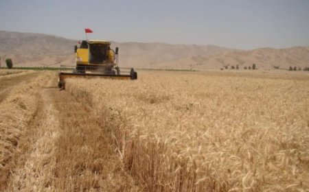 آغاز برداشت گندم از ۱۷ هزار هکتار مزارع سپیدان