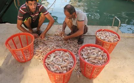 میگو در بوشهر| از غذای سنتی تا کالای لوکس