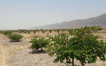 کاشت ۵۰ هزار نهال در دشت جیهون شهرستان بندرخمیر