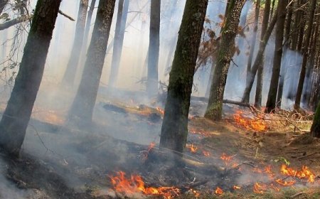 ارتفاعات روستای دشتک مرودشت همچنان در آتش می سوزد