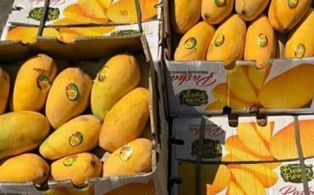 یازدهمین جشنواره شکرگزاری انبه و یاسمین گل در میناب برگزار می‌شود