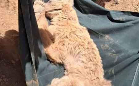 نجات خرس زخمی از ارتفاعات کوه خرسی مرودشت