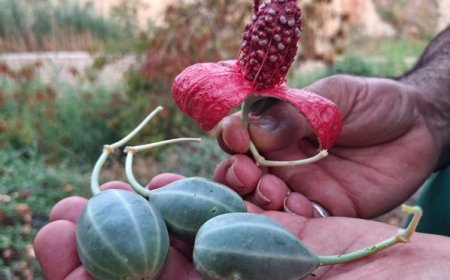 لگجی؛ گیاه بومی و پرخاصیت در گچساران