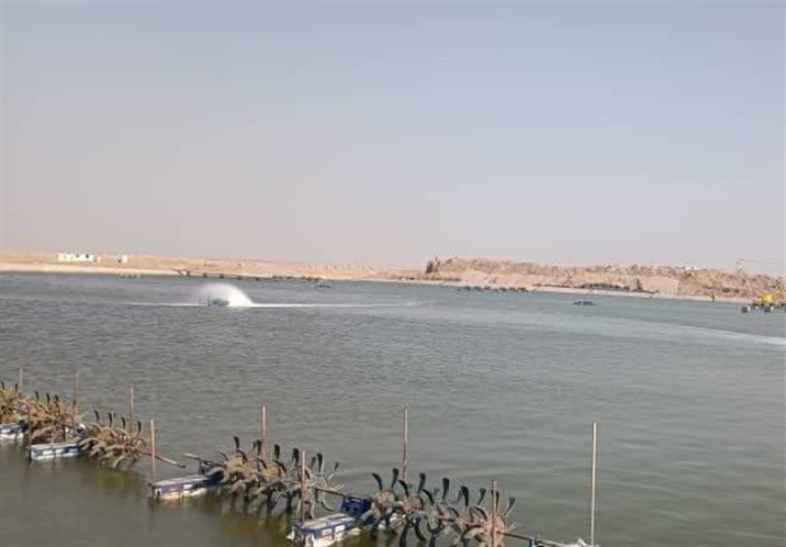 افتتاح ۸ پروژه پرورش میگو در گناوه با ظرفیت تولید سالانه ۲ هزار تن