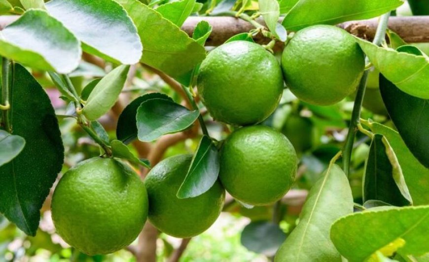 آغاز برداشت لیموترش از ۴۵۰۰ هکتار باغ‌های شهرستان قیروکارزین