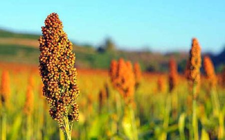 کشت سورگوم؛ راهکاری پایدار برای عبور از خشکسالی در خوزستان