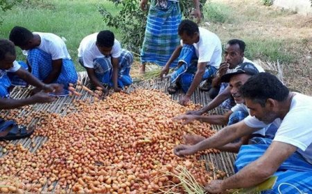 اجرای آیین سنتی مُغ بُری و کُنگ جوشی در جشنواره انبه و یاسیمین گل میناب