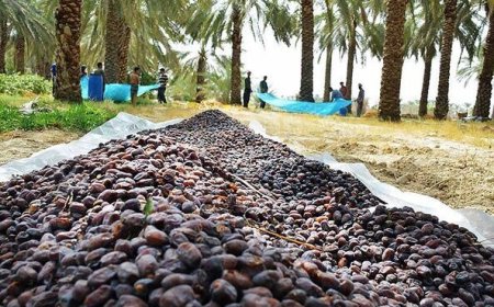 آغاز برداشت خرما از نخلستان‌های استان بوشهر