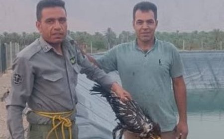 نجات پرنده شکاری در بخش بوشکان