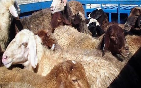 کشف ۴۰ رأس دام قاچاق در رستم