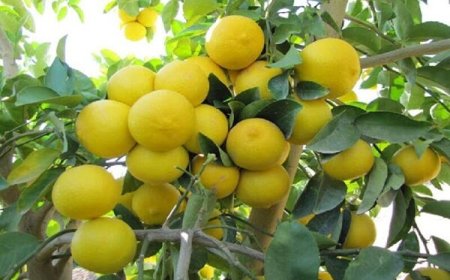 آغاز برداشت ۳۳ هزار تن لیمو شیرین در میناب