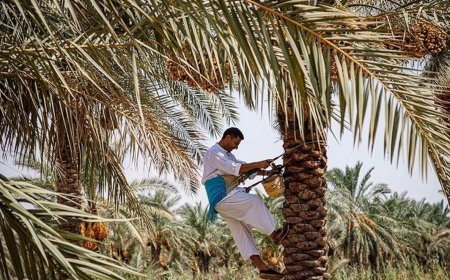 پیش‌بینی کاهش ۱۵ درصدی برداشت خرما در شادگان؛ نیاز فوری به انتقال آب از کارون
