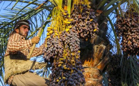 آغاز فصل برداشت خرما در خوزستان؛ صدای نخلستان‌ها در مسیر جهانی شدن