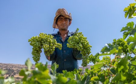 برگزاری نخستین جشنواره ملی انگور در ممسنی