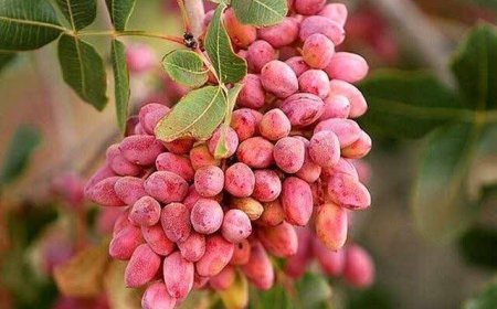 پیش بینی برداشت ۱۸ هزار تُن پسته از باغ‌های فارس