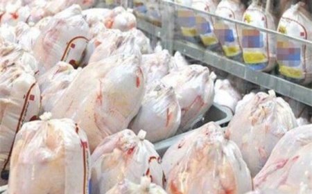 مرغ منجمد تنظیم بازار در گناوه و بندرریگ توزیع می‌شود