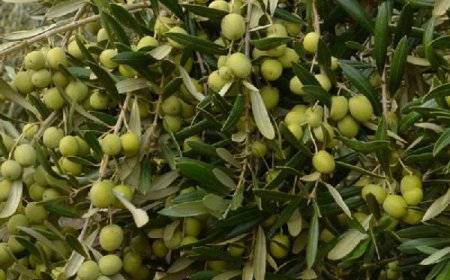 تولید ۱۶ هزار تن زیتون کنسروی و روغنی در فارس