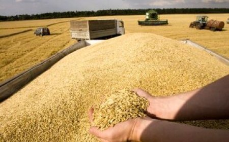 پرداخت ۹۵ درصد از مطالبات گندمکاران در فارس