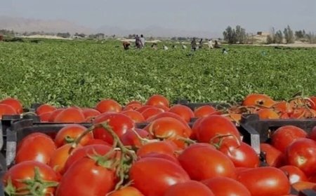میناب، پایتخت گوجه‌فرنگی جنوب