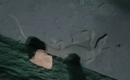 نجات بزمجه بیابانی از آب‌انبار قدیمی در دشتستان