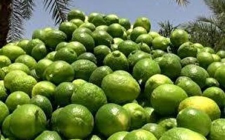 لیموترش قیروکارزین قطب تولید این محصول در کشور روانه بازار شد
